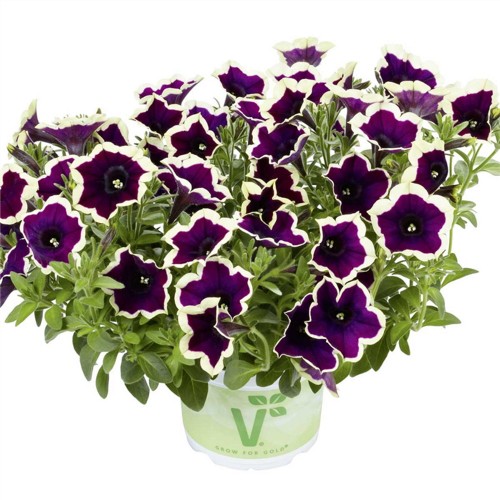 Petunia atkinsiana 'Fortado® Velvet Picotee' - Petuunia 'Fortado® Velvet Picotee' ampel